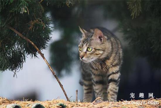 十种最受欢迎的宠物猫排行榜