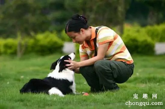 边境牧羊犬多大训练？边境牧羊犬训练