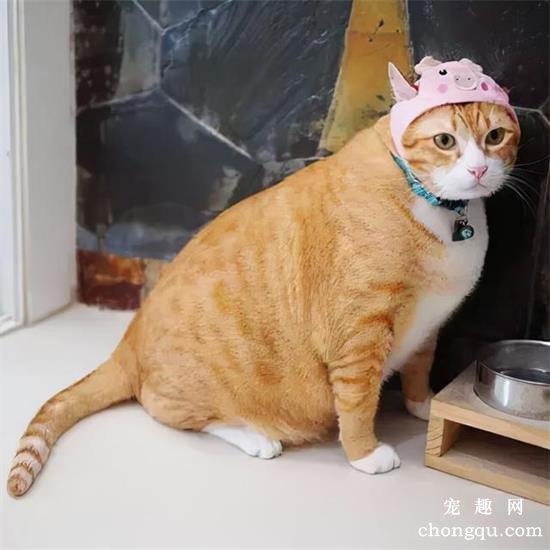 五种宠物猫品种和价格图片大全