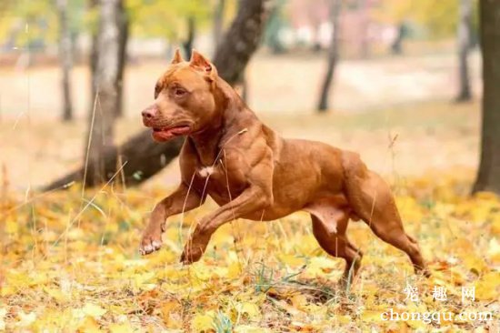 如何训练比特犬？比特犬训练技巧