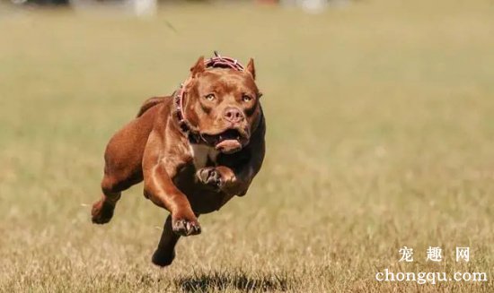 如何训练比特犬？比特犬训练技巧