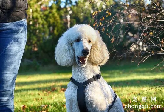 贵宾犬抑郁症怎么办?