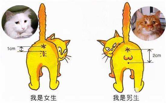 第一次养猫，公猫和母猫哪个好养？