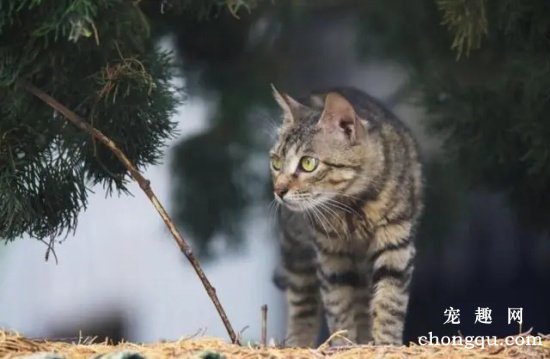 比金子还贵的猫咪品种，阿什拉猫第一，挪威森林猫上榜