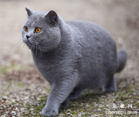 英短蓝猫有多少种颜色?