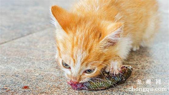 猫咪不可以吃的十种食物禁忌