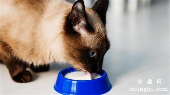 猫咪不可以吃的十种食物禁忌