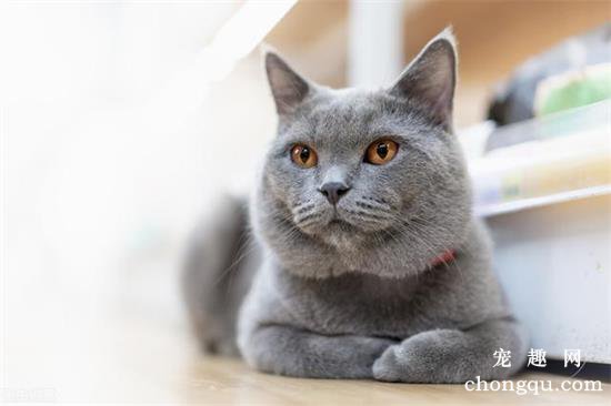 英短蓝猫一天睡多久?