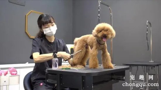 如何给贵宾犬美容？