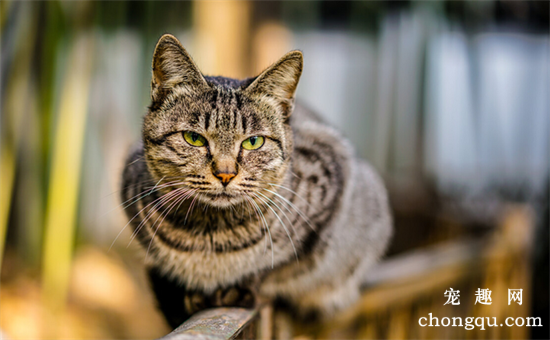 猫腹式呼吸是什么病?