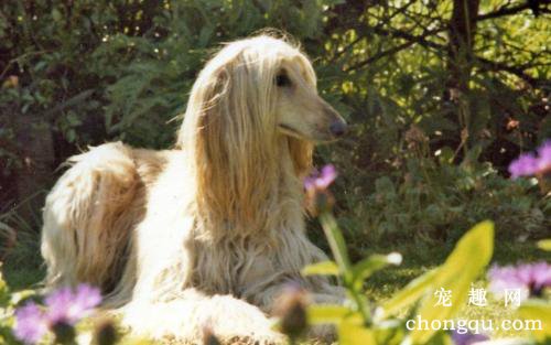 母犬的分娩全过程及其注意