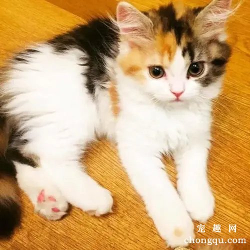 宠物猫会认主人吗?