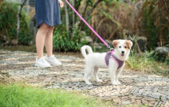 狗狗遇见同伴主人如何解决？