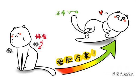 猫咪越养越瘦是什么原因？