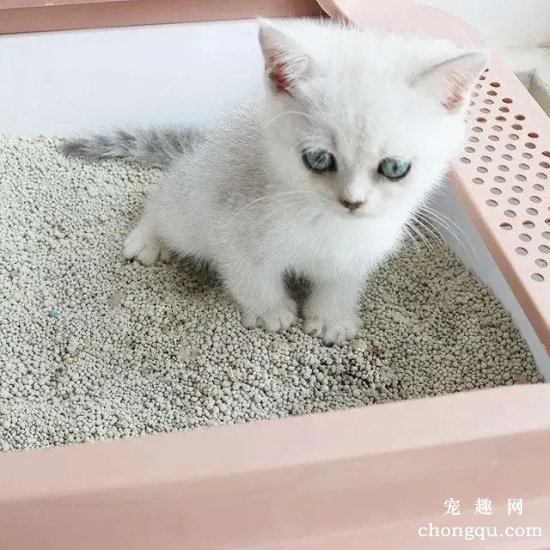 刚买的猫怎么教它使用猫砂？