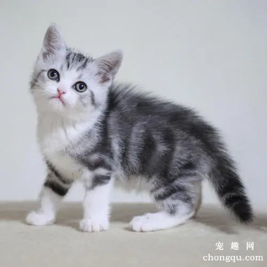 猫咪可以吃冰的吗