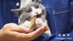 <b>猫咪为什么那么爱吃猫条？</b>