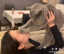 猫有感情吗(养了几天的猫有感情吗)