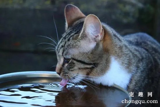 十个办法让猫咪多喝水