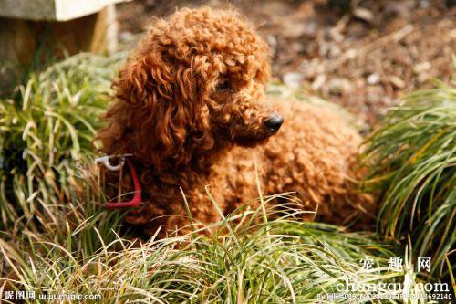 让泰迪犬记住它的名字的方法