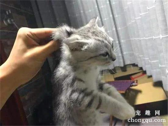 为什么揪猫脖子后面它就不动了