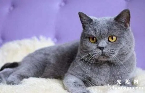 猫咪乳腺瘤怎么办 猫咪乳腺瘤的预防方法