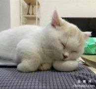 <b>生病时猫咪多出现哪些症状</b>