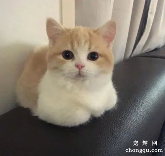 如何正确护理猫咪的牙齿？