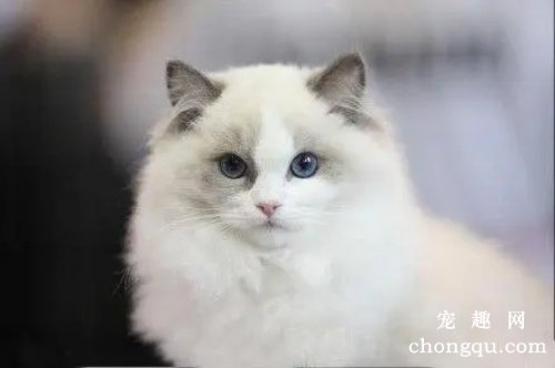 猫咕噜咕噜叫怎么回事