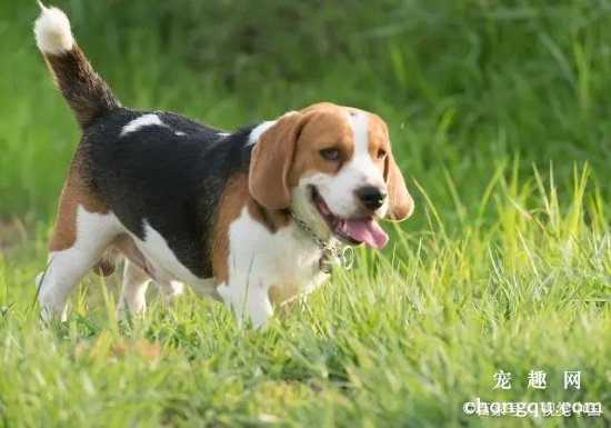 英国猎狐犬配种多少钱