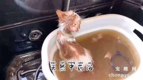 猫咪得了皮肤病药浴一周几次，猫咪有皮肤病药浴会好吗？