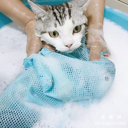 刚出生的小猫多长时间排便一次？