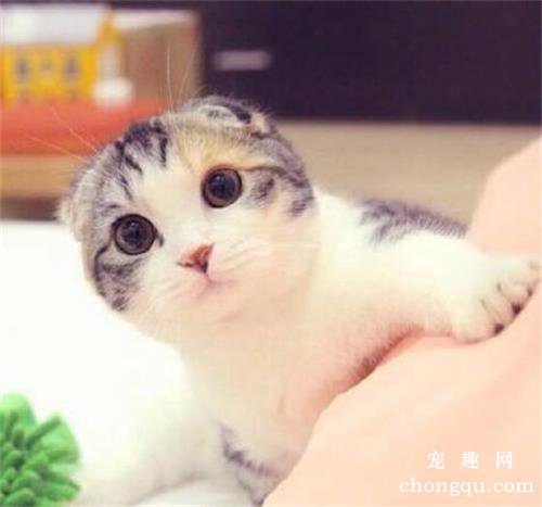 猫心脏跳得快怎么回事