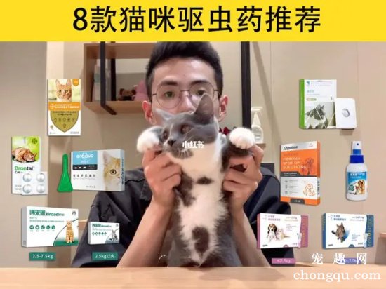 新手第一次养猫应该准备些什么？