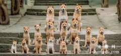 <b>电影《忠犬八公》中的18只田园犬都被领养了，过得很幸福！</b>