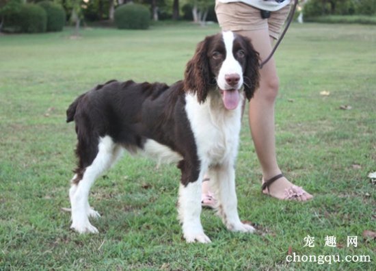 史宾格犬性格特点