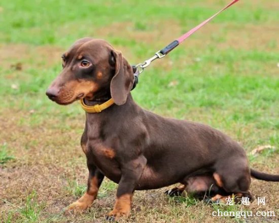 腊肠犬的性格特点 走进它们的世界