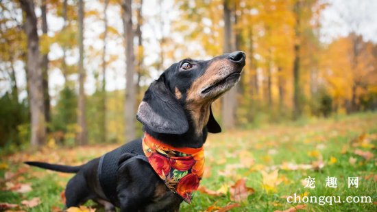 腊肠犬会游泳吗？