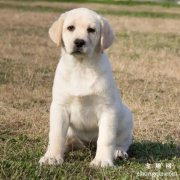 拉布拉多犬身高正常标准是多少