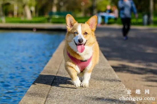 柯基犬的优点和饲养要点