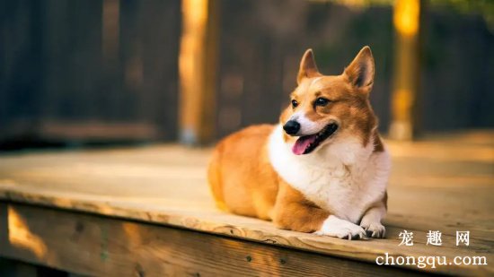 柯基犬的优点和饲养要点