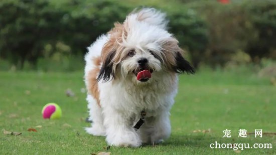 西施犬的品种介绍和饲养常识