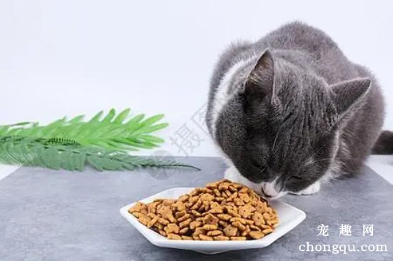 宠物猫怎么喂养吃什么？猫狗粮食配方比例