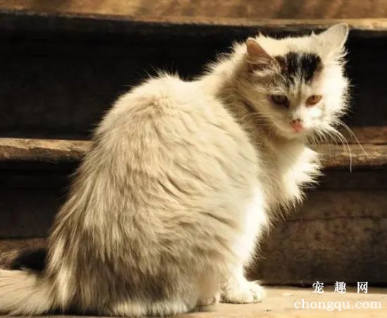 猫咪“抖毛”是什么意思？