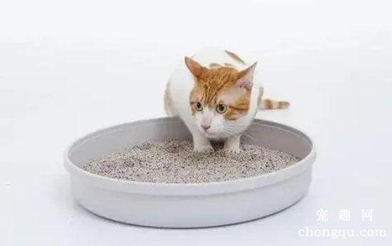 猫砂多久换一次？猫砂使用方法？