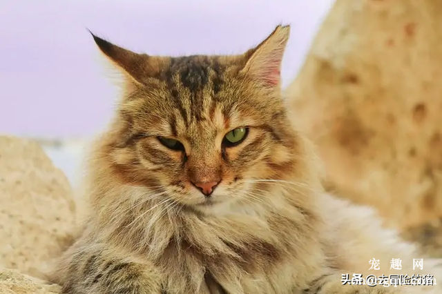 猫咪便秘吃乳果糖的副作用？