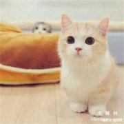 猫咪怎么增肥是最有效的方法