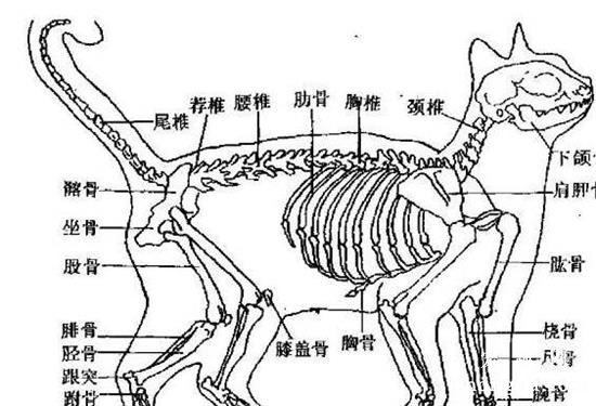 猫咪为什么这么柔软灵活，猫咪独特的骨骼结构图解