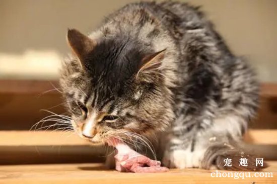 猫咪吃生牛肉正确方法