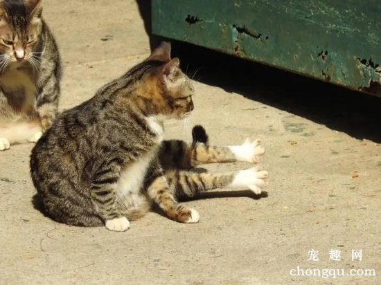 小猫白天喜欢在太阳底下干什么？